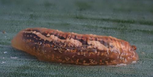 Réf. 327 753 : Syrphus sp.